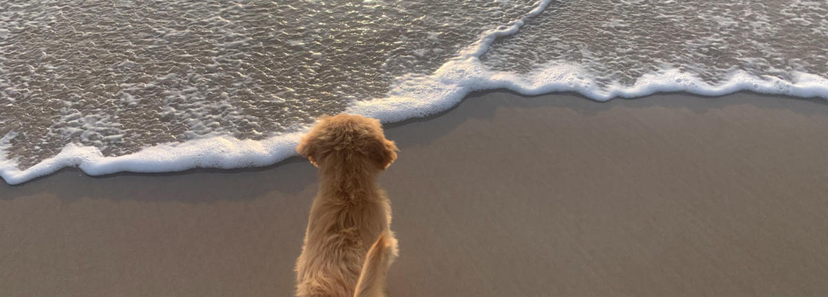 Beach-socialisation-young-pup