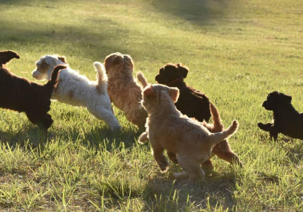 Puppies running in field