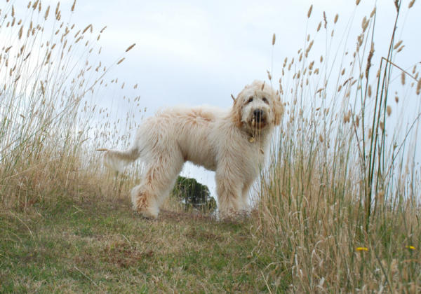 Labradoodle-in-grasses