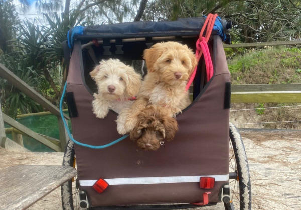 Guardian labradoodle puppies in Byron Bay