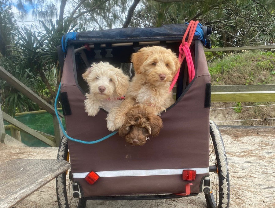 Guardian labradoodle puppies in Byron Bay
