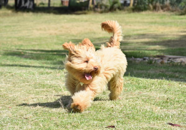 Young pup running on grass